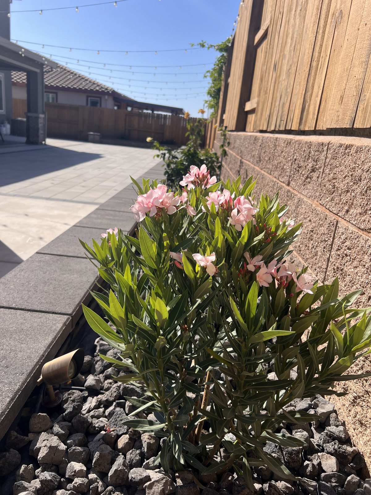 Flowering plants soften the stone border beside the walkway.