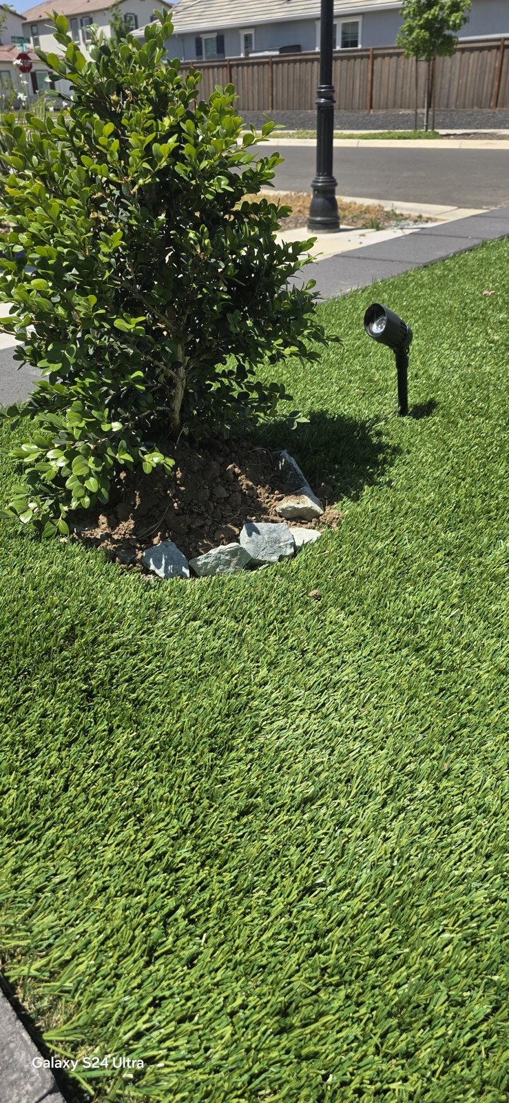 A planted tree becomes a quiet focal point within the lawn.